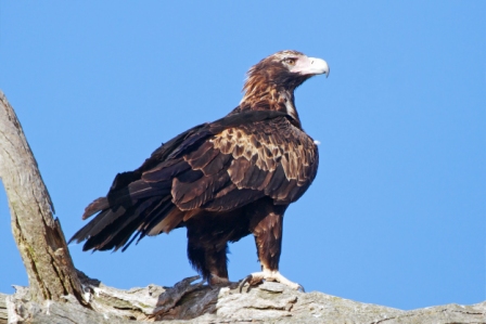 Águila cola de cuña