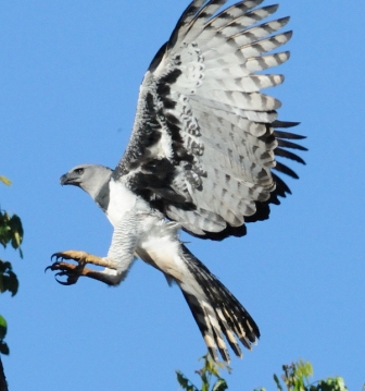 Harpy-Eagle-Wallpapers-8
