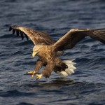 White-tailed_Eagle_P1_large_(Mike_Brown)