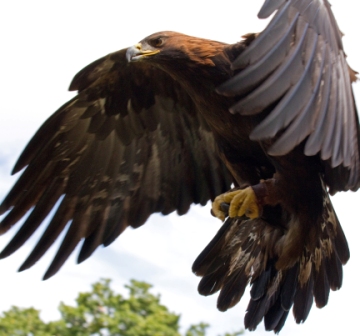 Águila real » AGUILAPEDIA