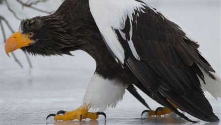 Águila marina de Steller » AGUILAPEDIA