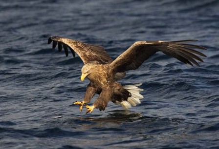 Tipos de águilas » AGUILAPEDIA