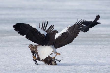 Águila marina de Steller » AGUILAPEDIA