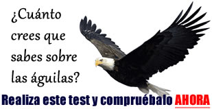 Significado y simbolismo del águila » AGUILAPEDIA